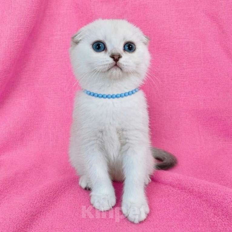 Кошки в Миассе: Девочка скоттиш фолд с голубыми глазами Девочка, 35 000 руб. - фото 3