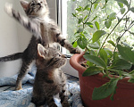 Кошки в Бору: Котята Девочка, 500 руб. - фото 4