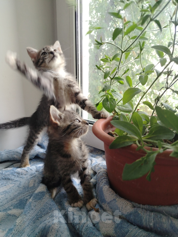 Кошки в Бору: Котята Девочка, 500 руб. - фото 4