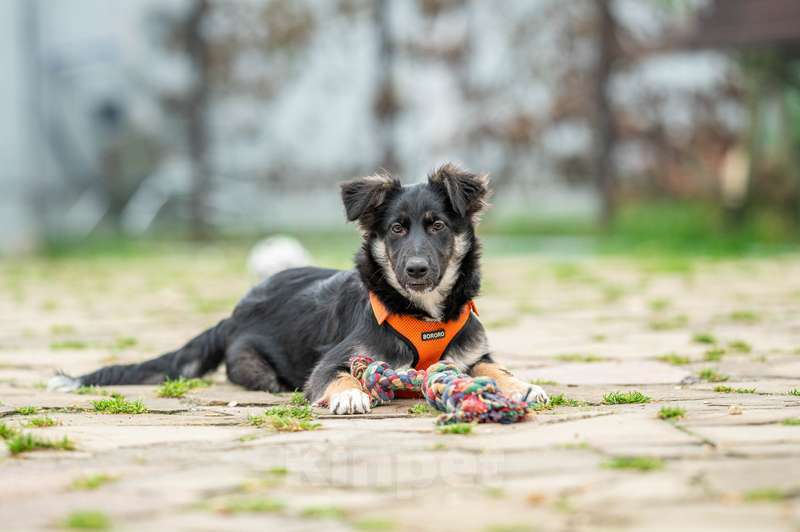 Собаки в Москве: Щенки метисы овчарки в добрые руки Девочка, 1 руб. - фото 6
