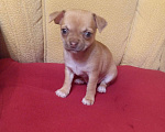 Собаки в Москве: Щенок чихуахуа  Мальчик, 20 000 руб. - фото 2