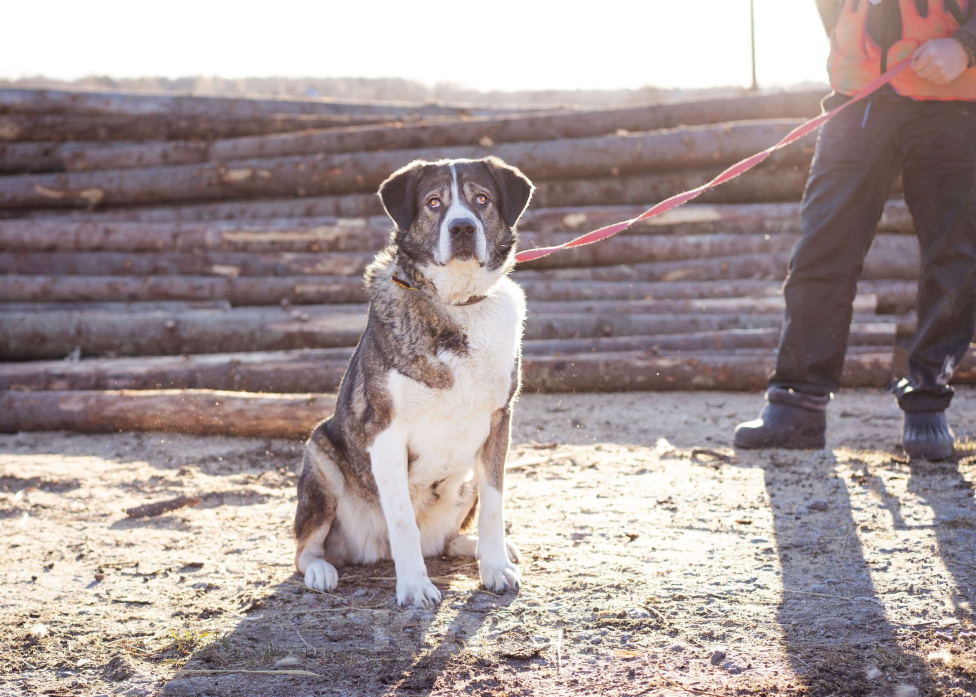 Собаки в Москве: Собака прошедшая СВО и избежавшая усыпления в поисках самого лучшего дома! Девочка, Бесплатно - фото 9