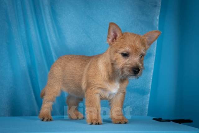 Собаки в Самаре: Норвич терьер щенки девочки Девочка, 130 000 руб. - фото 4