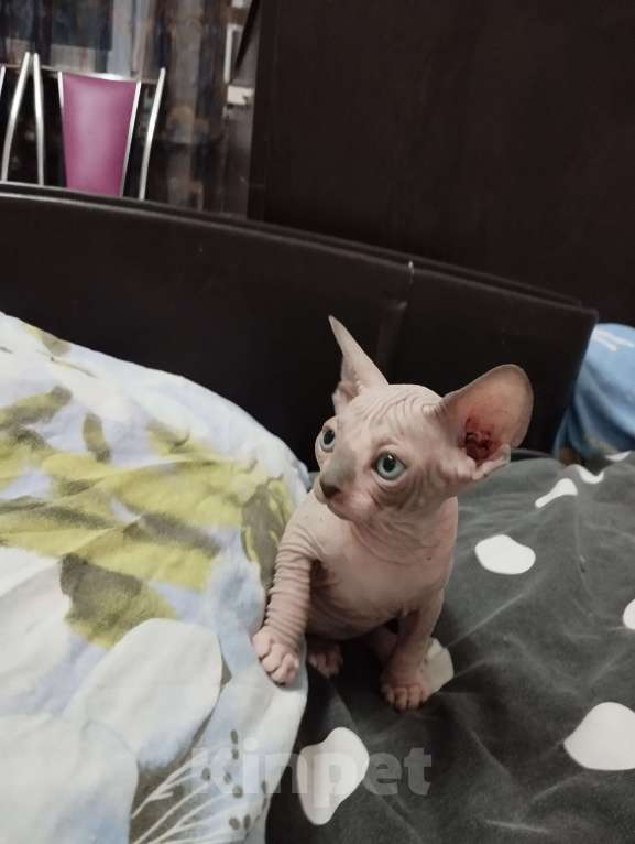 Кошки в Тутаеве: Канадский сфинкс котенок мальчик. Мальчик, 20 000 руб. - фото 2