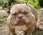 Собаки в Москве: Малыш Американский булли Мальчик, 130 000 руб. - фото 5