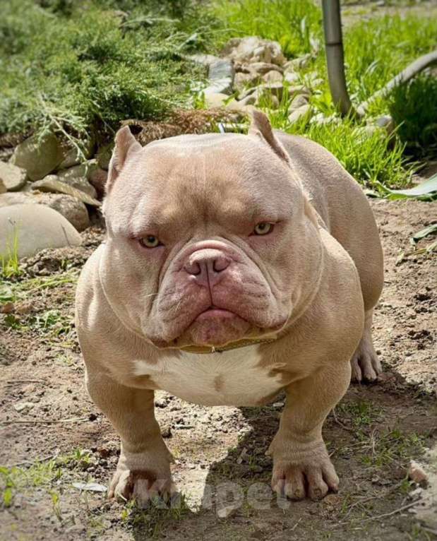 Собаки в Москве: Малыш Американский булли Мальчик, 130 000 руб. - фото 5