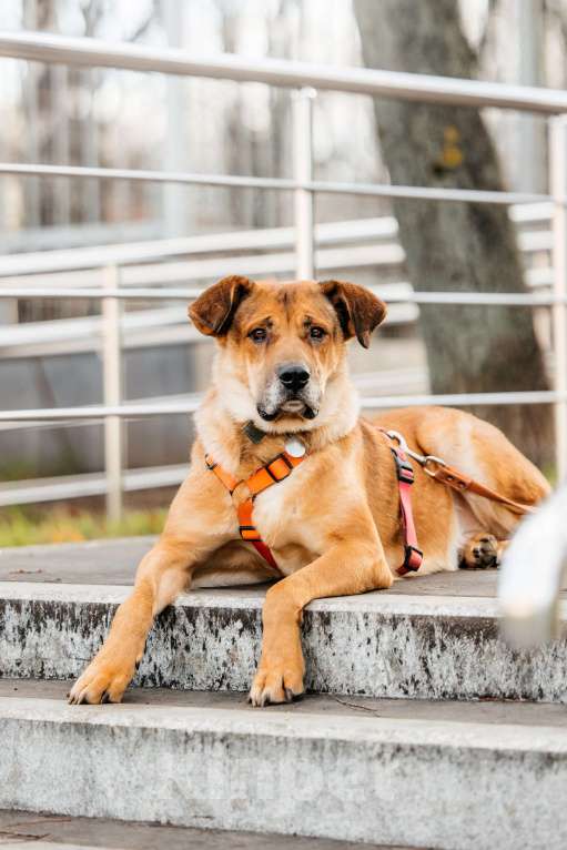 Собаки в Москве: Благородный Джек ищет дом Мальчик, Бесплатно - фото 3