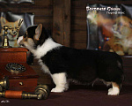 Собаки в белоозёрском: Мальчик триколор, Портер Фокс Мальчик, 70 000 руб. - фото 4