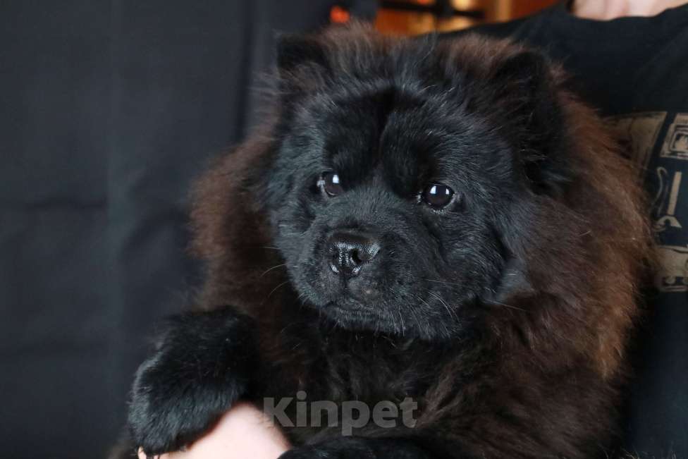 Собаки в Москве: Неповторимая девочка породы мини чау-чау! Девочка, 380 000 руб. - фото 2