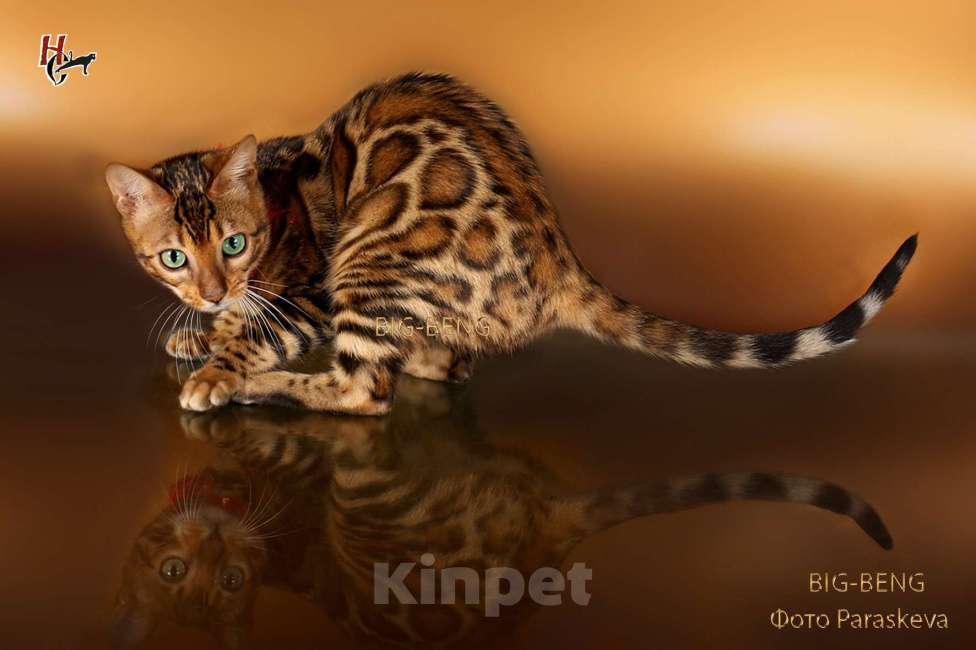Кошки в Санкт-Петербурге: Бенгальские котята Девочка, 40 000 руб. - фото 2