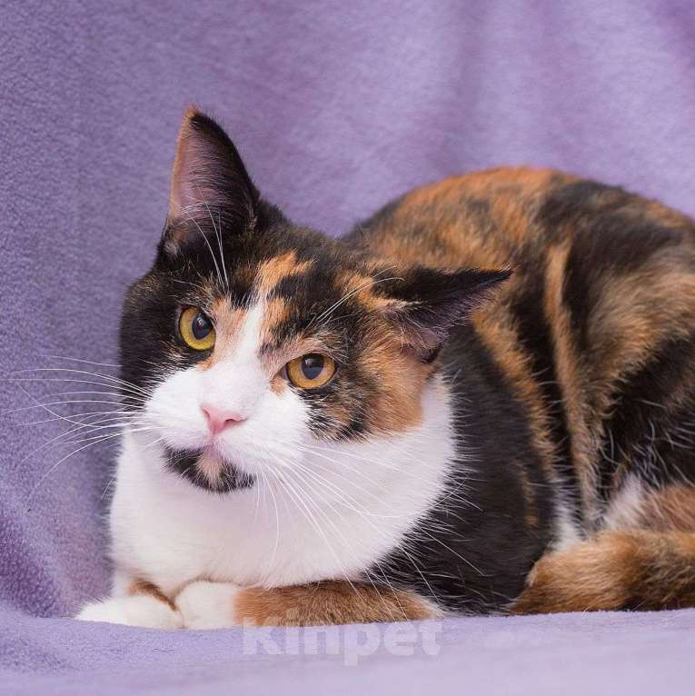 Кошки в Москве: Хозяин вынес Шпуньку на улицу и оставил там 💔 Девочка, Бесплатно - фото 2