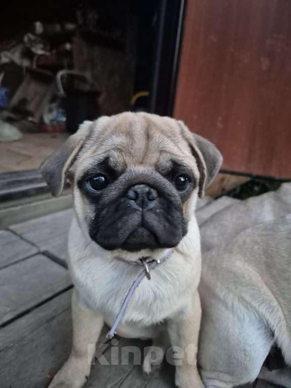 Собаки в Ярославле: Щенок мопса Девочка, 55 000 руб. - фото 9