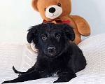 Собаки в Москве: Черное солнышко Стрелка, ласковый щеночек в добрые руки Девочка, 10 руб. - фото 6