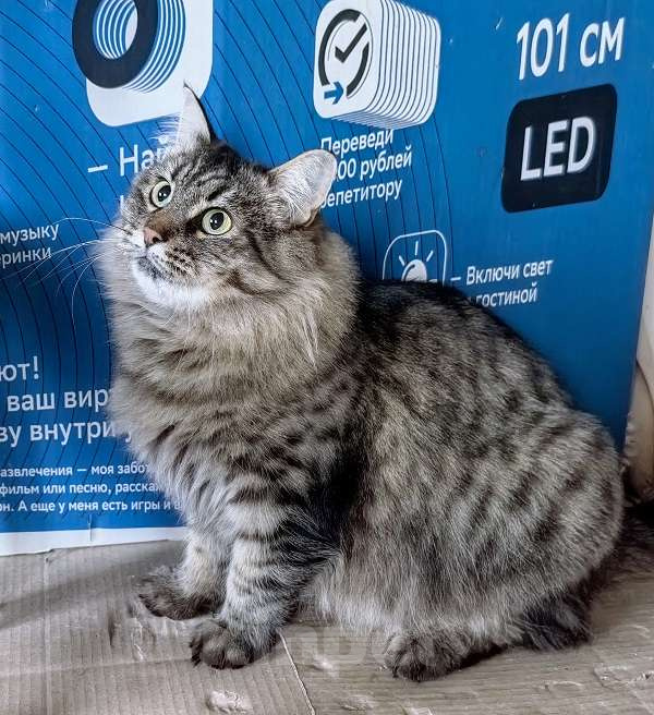 Кошки в Москве: Ласковая кошечка Анфиса ищет семью Девочка, Бесплатно - фото 4