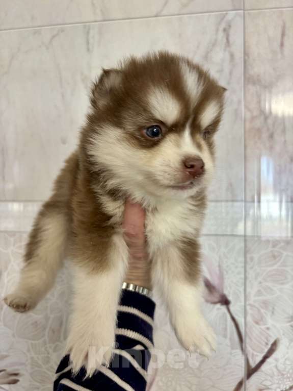 Собаки в Санкт-Петербурге: Щенок Малая Сибирская Собака Хапика Мальчик, Бесплатно - фото 6