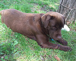 Собаки в Ессентуках: Лабрадор мальчик,возраст до 10 мес,срочно в добрые руки Мальчик, Бесплатно - фото 2