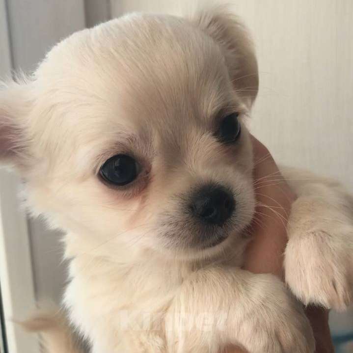 Собаки в Москве: Чихуахуа щенок мальчик Мальчик, 42 000 руб. - фото 2