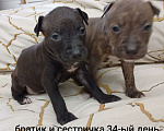 Собаки в других городах Московской области: Щенок Питбуля Девочка Тигровая рождена 29.07.25 Девочка, 25 000 руб. - фото 1