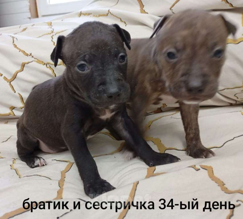 Собаки в других городах Московской области: Щенок Питбуля Девочка Тигровая рождена 29.07.25 Девочка, 25 000 руб. - фото 1