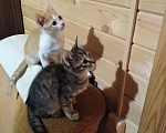 Кошки в Тамбове: Котята., 100 руб. - фото 2