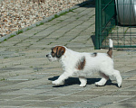 Собаки в Одинцово: Джек рассел терьера щенок Девочка, 40 000 руб. - фото 5