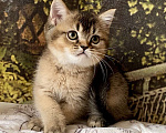 Кошки в Астрахани: Котик Царес Мальчик, 30 000 руб. - фото 8