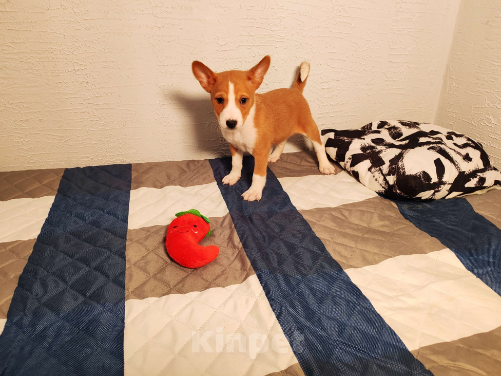 Собаки в Москве: Девочка Басенджи  Девочка, 45 000 руб. - фото 2