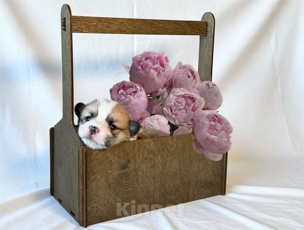 Собаки в Иваново: Щенки вельш корги пемброк Мальчик, 60 000 руб. - фото 3