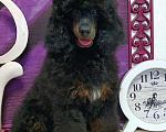 Собаки в Москве: Ребята-пуделята  Мальчик, 70 000 руб. - фото 5