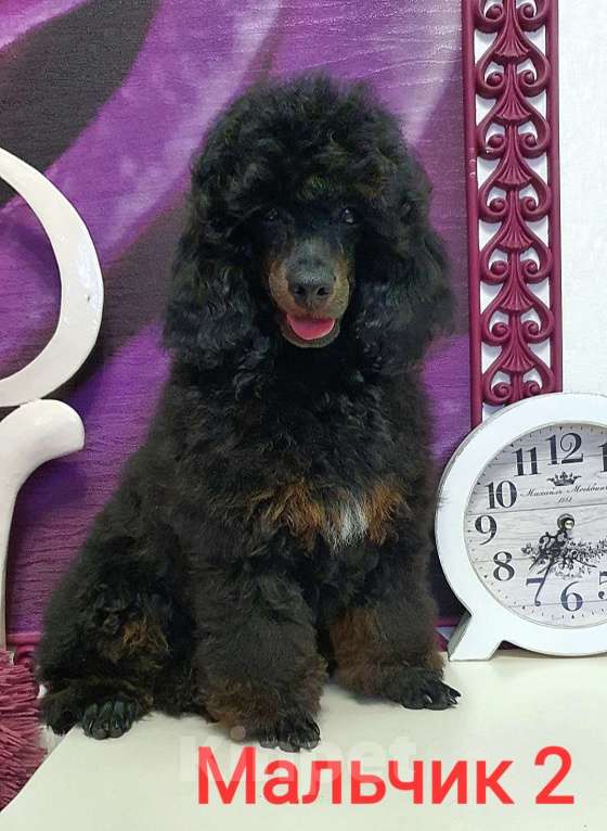 Собаки в Москве: Ребята-пуделята  Мальчик, 70 000 руб. - фото 5