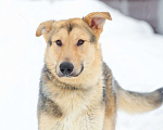 Собаки в Электростали: Удивительный пёс Чингиз в поиске дома Мальчик, Бесплатно - фото 4