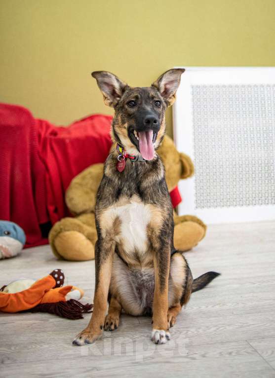 Собаки в Москве: Щенок в добрые руки бесплатно Москва Девочка, Бесплатно - фото 3