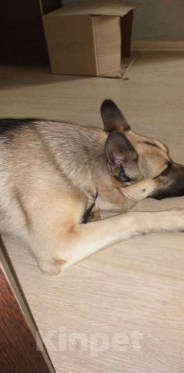 Собаки в Костроме: Вео кобель вязка Мальчик, Бесплатно - фото 1