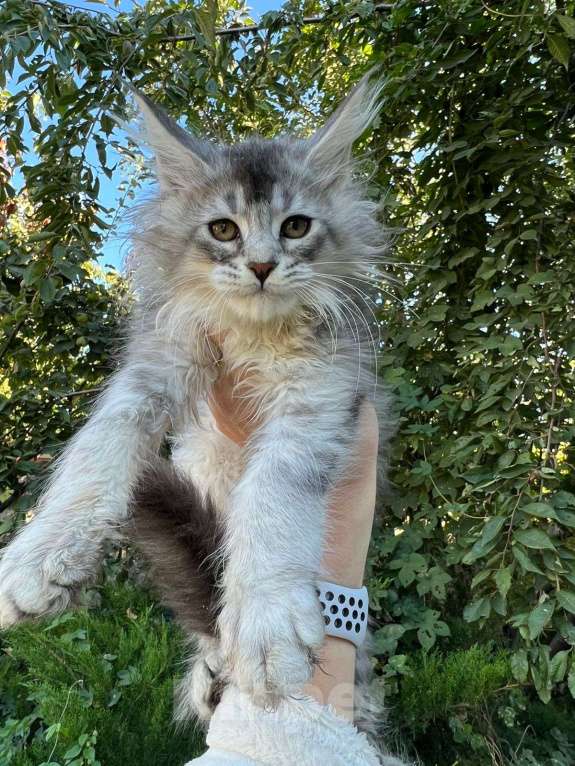 Кошки в Волгодонске: Котёнок Мейн-кун Мальчик, 60 000 руб. - фото 1