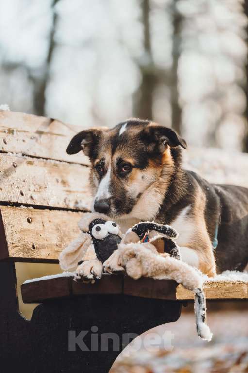 Собаки в Москве: Айриш. Та, что всё понимает... И очень ждёт. Девочка, Бесплатно - фото 1