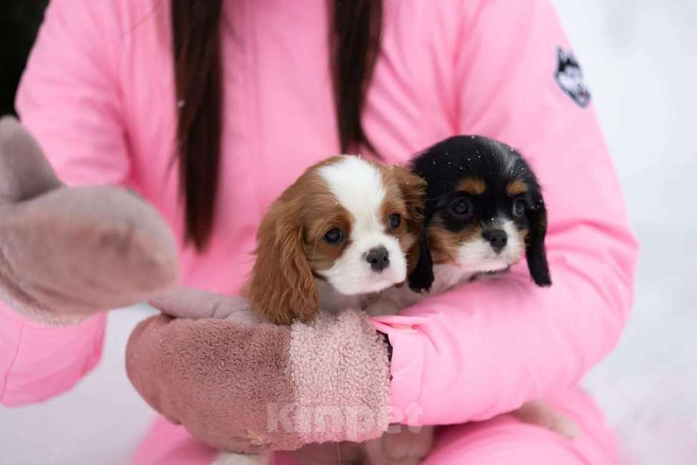 Собаки в Москве: Кавалер Кинг Чарльз спаниель мальчик  Мальчик, 110 000 руб. - фото 1