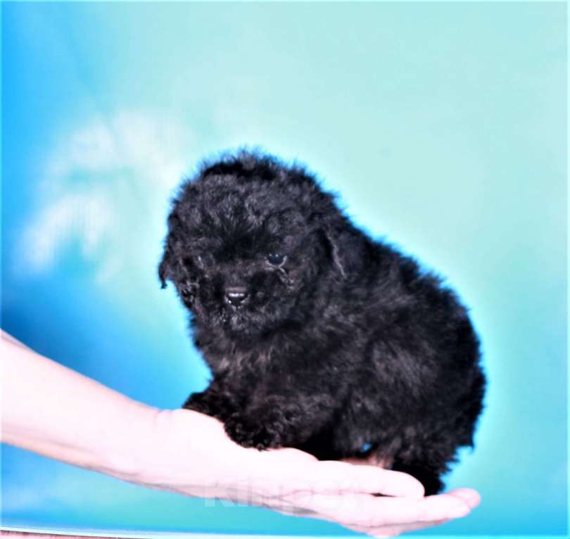 Собаки в Москве: мальтипу Ф1 щенок мини девочка Девочка, 90 000 руб. - фото 3