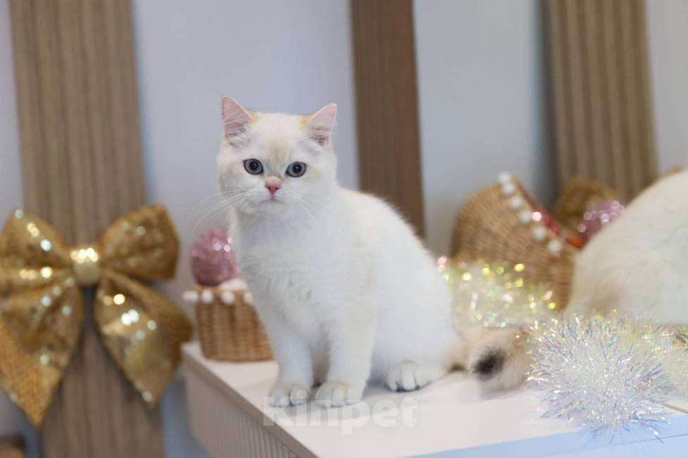 Кошки в Москве: Британская девочка Лолла Девочка, 100 000 руб. - фото 6