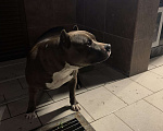 Собаки в Симферополе: Найдена собака питбуль сучка Девочка, 1 руб. - фото 2