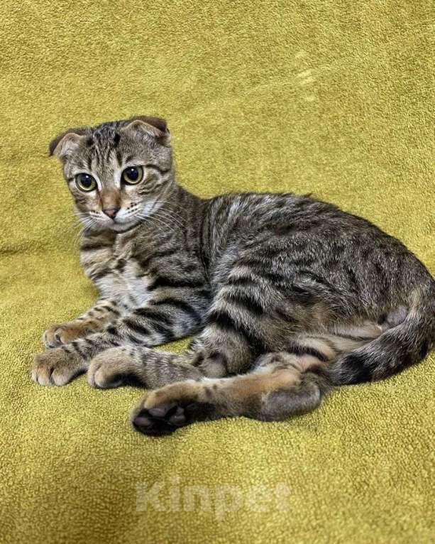 Кошки в Москве: Котенок-метис бенгала и шотландца ищет дом! Мальчик, Бесплатно - фото 2