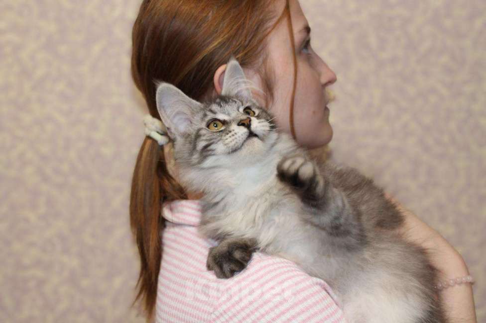 Кошки в Раменском: Муйн кун котятки Девочка, 40 000 руб. - фото 1