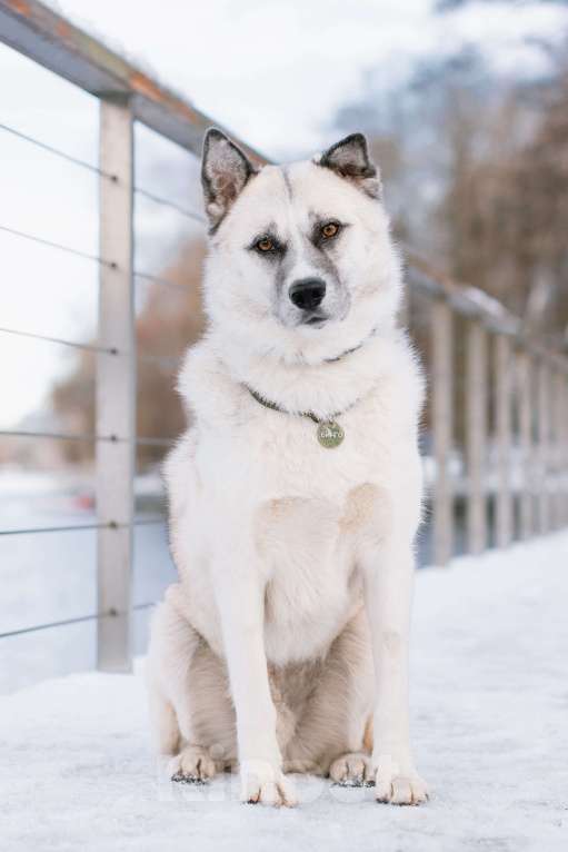 Собаки в Москве: Бинго Мальчик, Бесплатно - фото 7