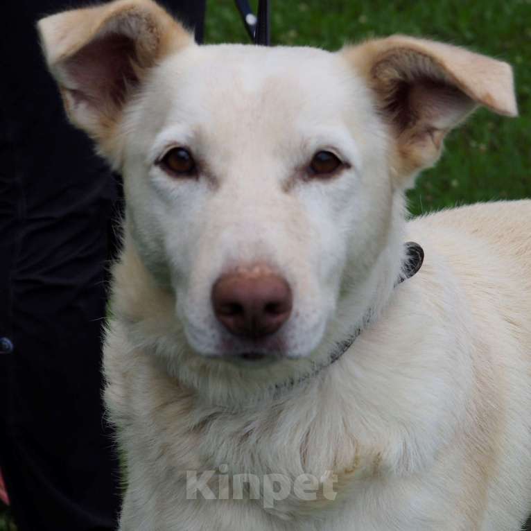 Собаки в Москве: Сэм Мальчик, Бесплатно - фото 3