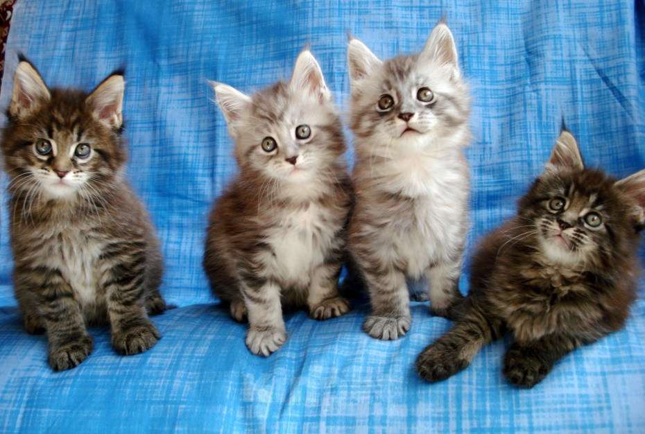 Кошки в Калининграде: Ласковые и перспективные котята Мейн Куна Девочка, Бесплатно - фото 1