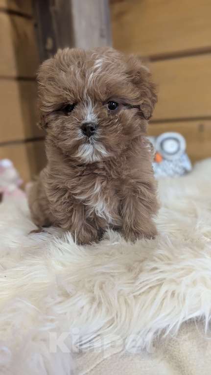 Собаки в Москве: Девочка мальтипу Девочка, 120 000 руб. - фото 1