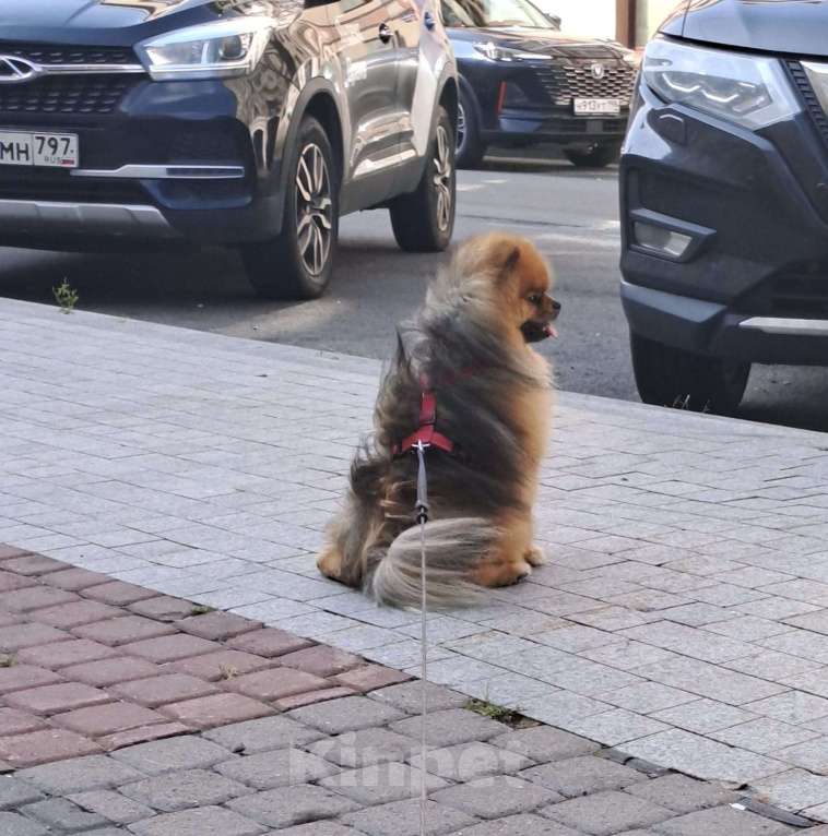 Собаки в Санкт-Петербурге: Ищем девочку) Мальчик, Бесплатно - фото 2