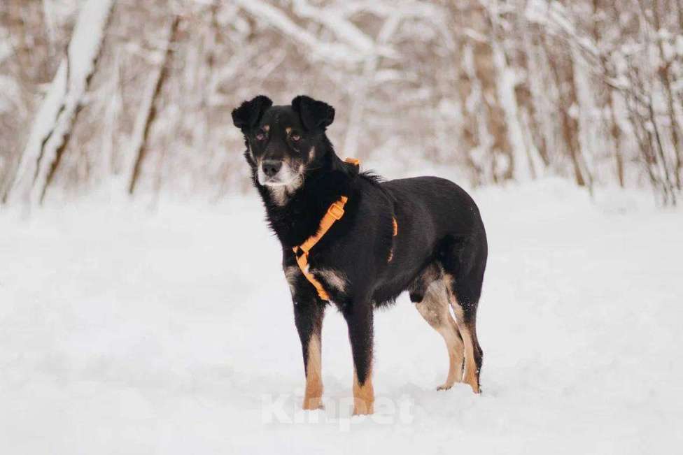 Собаки в Москве: Чиф ищет дом Мальчик, Бесплатно - фото 4