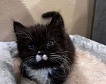 Кошки в Домодедово: Очаровательные котята Девочка, Бесплатно - фото 3