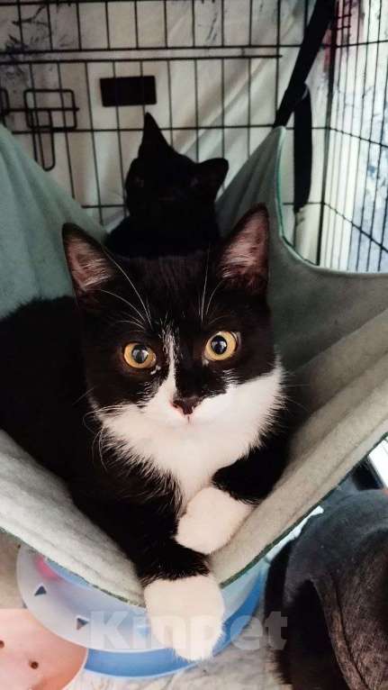 Кошки в Санкт-Петербурге: 🌟ФРИДА ИЩЕТ ДОМ  Девочка, Бесплатно - фото 1