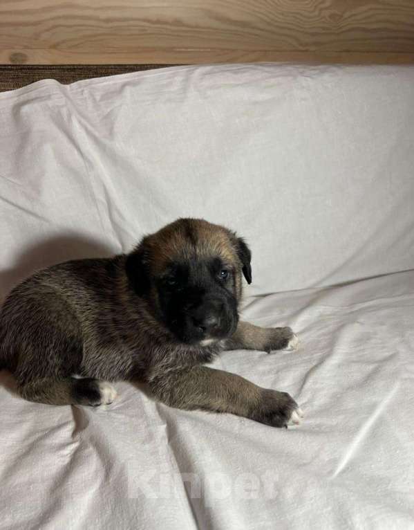 Собаки в Москве: Щенки Турецкого кангала Мальчик, 70 руб. - фото 3